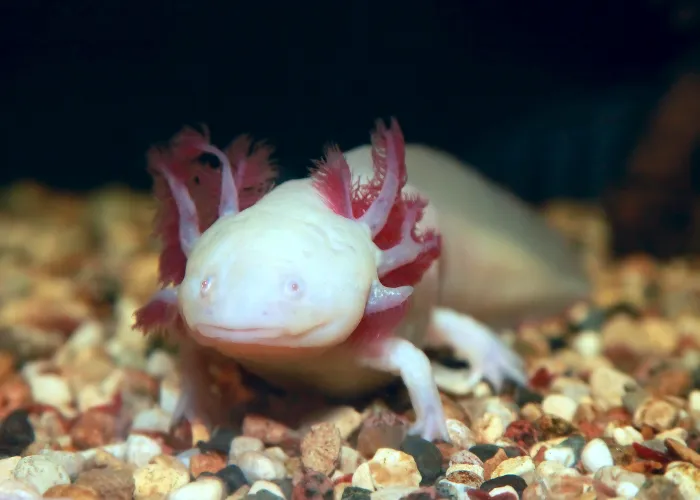 white axolotl in the fish tank