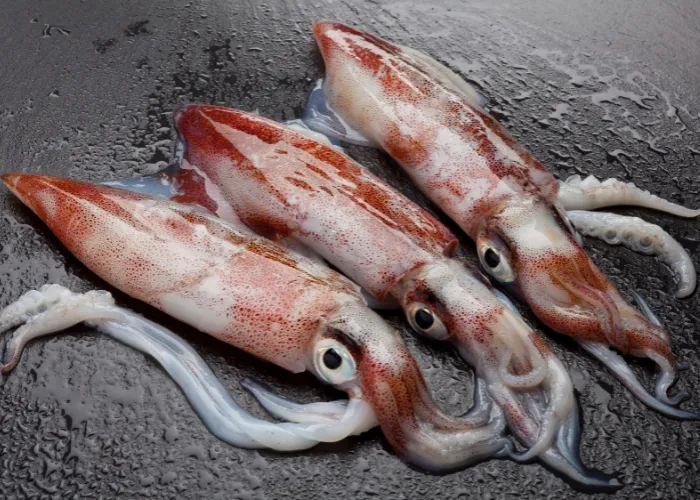 3 fresh squids ready to cook