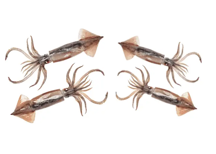 4 squids on white background