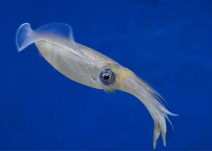 a squid on blue background