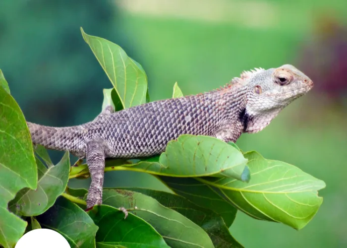 bearded dragon lizard on a tree branch