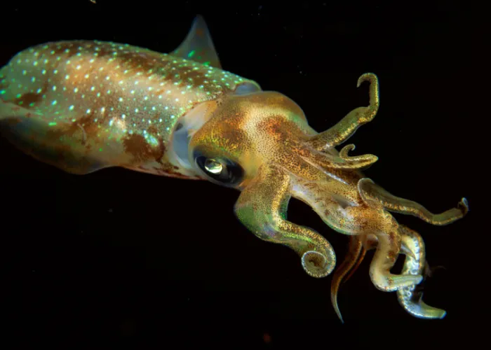 caribbean reef squid on dark background