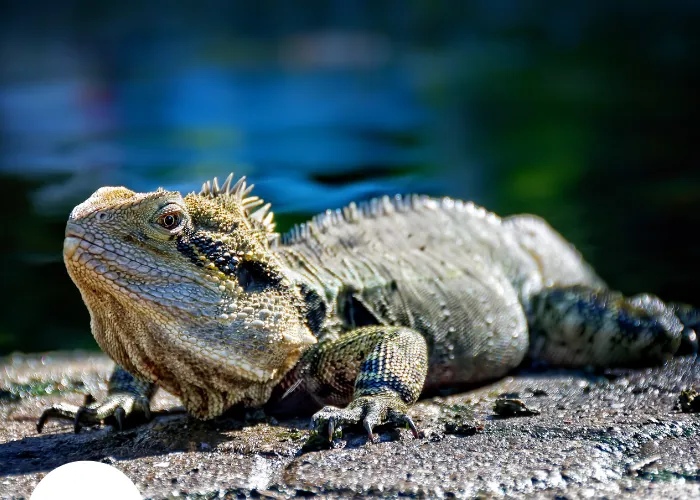 eastern water dragon near a pond