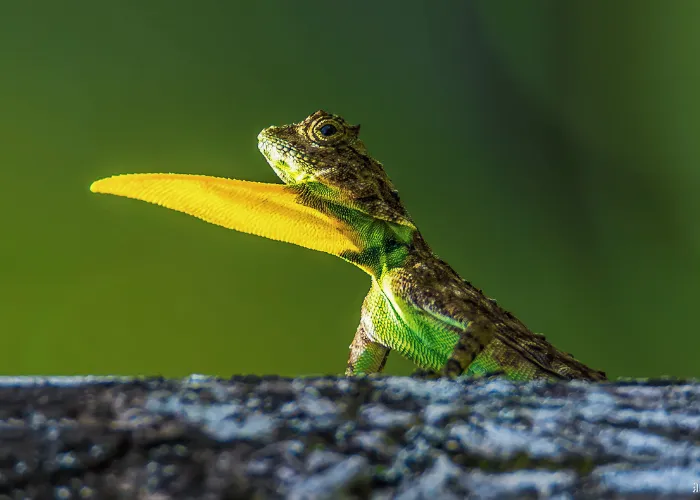 gliding lizard close up photo