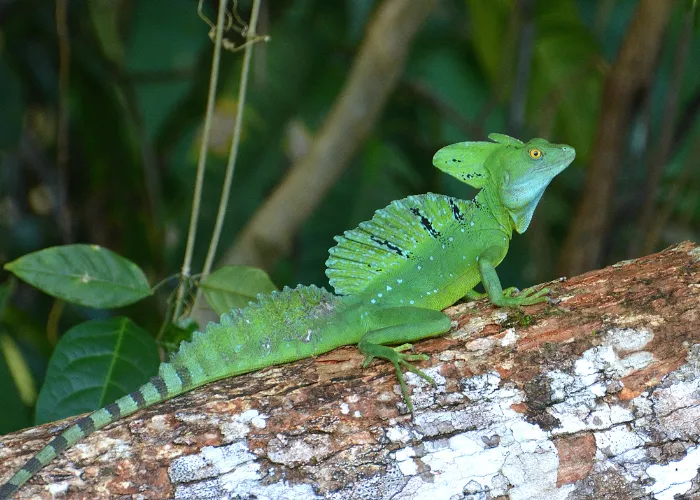 green Basilisk Lizard on a tree