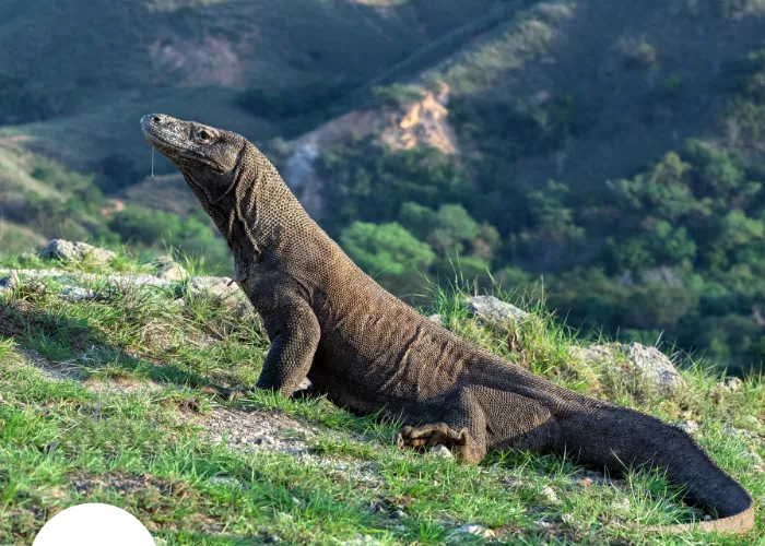 komodo dragon in Indonesia