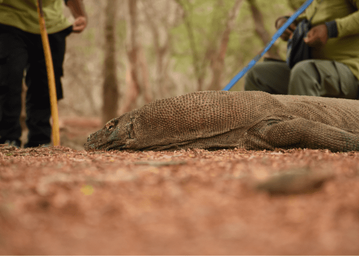 2 person looking at a komodo dragon on the ground