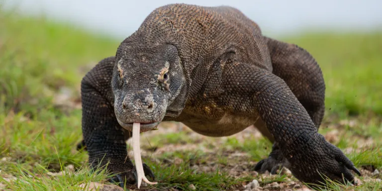 Are Komodo Dragons Edible? | Animal Pickings