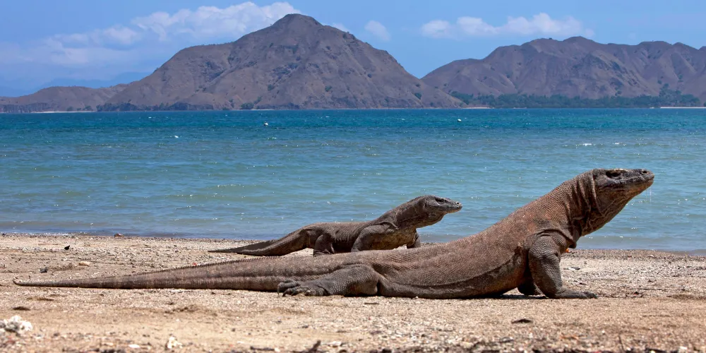 Are Komodo Dragons Omnivores article featured image