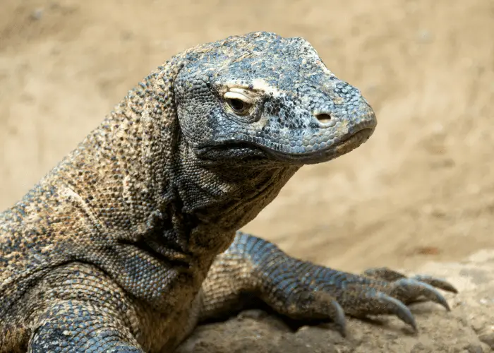 close up photo of a komodo dragon