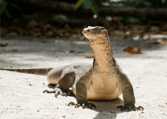 komodo dragon basking under the sun