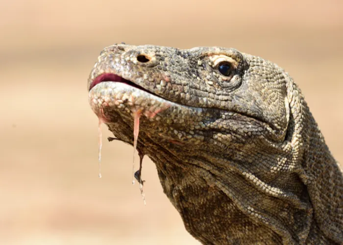 komodo dragon close up photo with dripping saliva