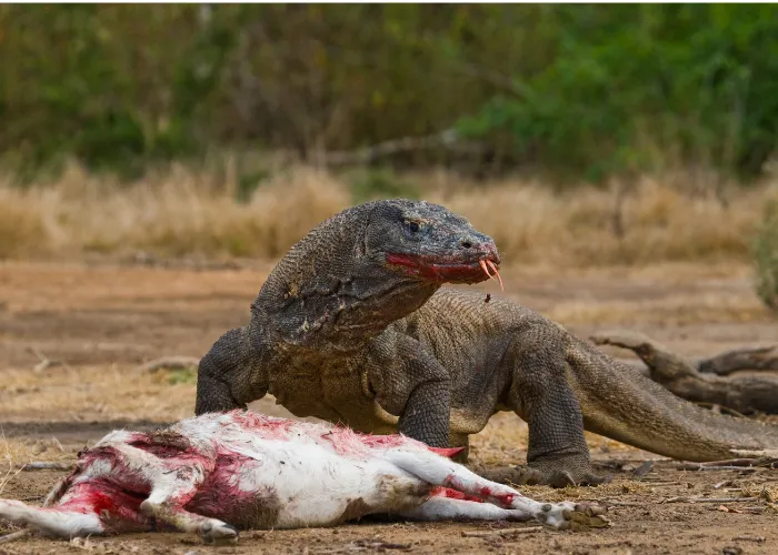 komodo dragon eating a goat