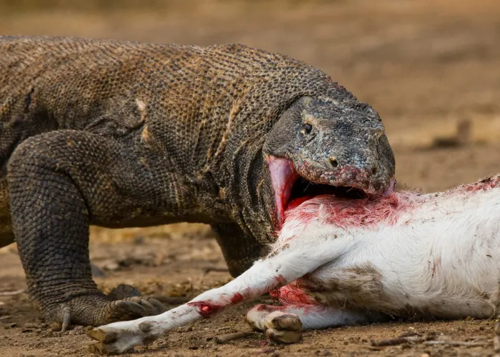 komodo dragon eating a wild goat 