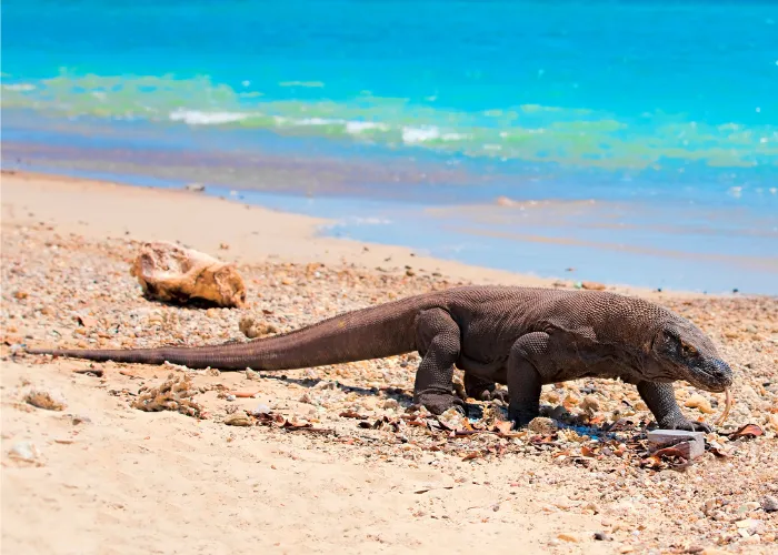 komodo dragon walking on the beach