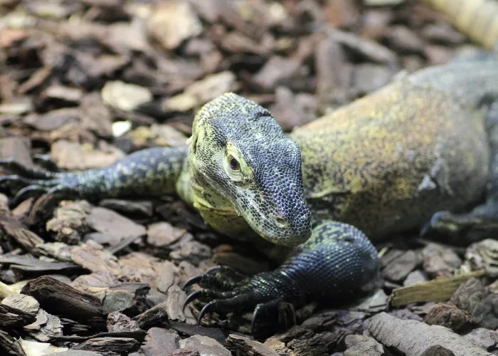 young komodo dragon close up