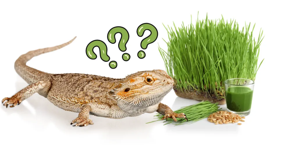 Can Bearded Dragons Eat Wheatgrass article featured image