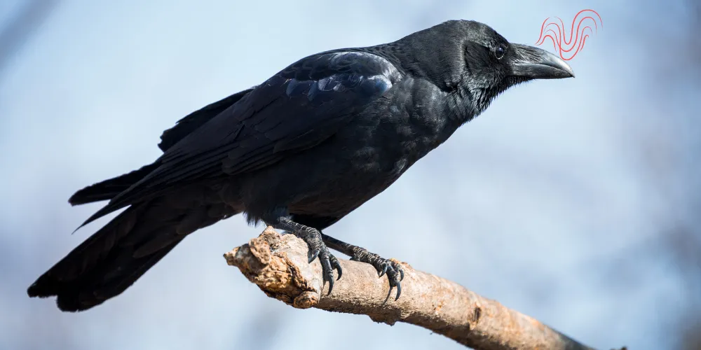 Do Crows Have a Sense of Smell article featured image
