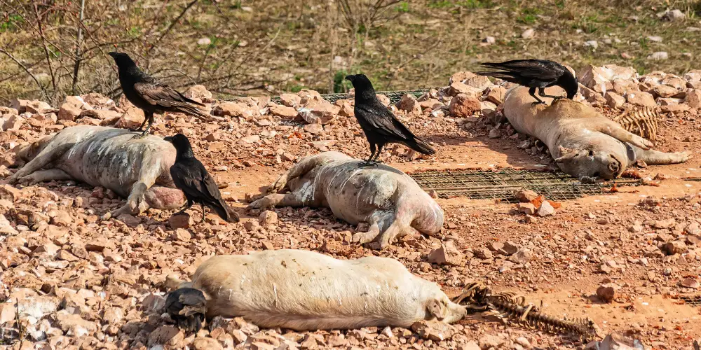 Why are Crows and Ravens Associated with Death article featured image