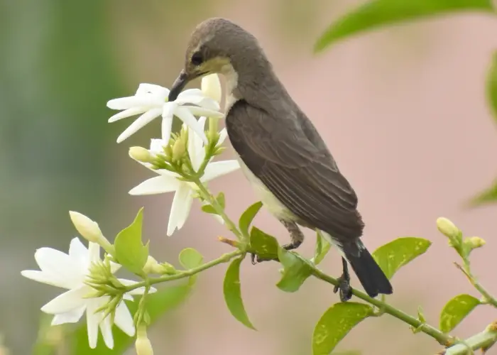 a bird smelling a white flower