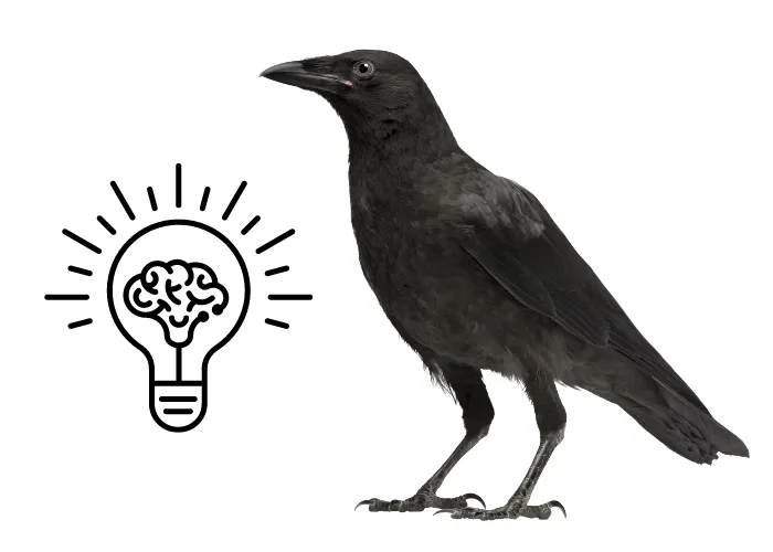 a carrion crow with intelligence symbol on white background