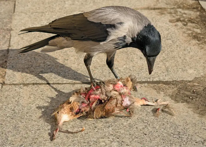 a crow eating a dead bird