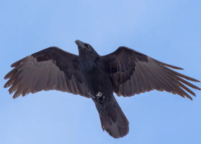 a crow flying in the blue sky