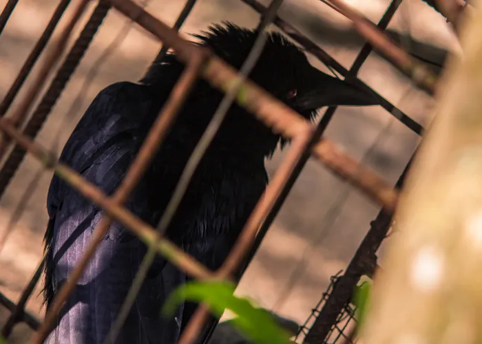 a crow in captivity