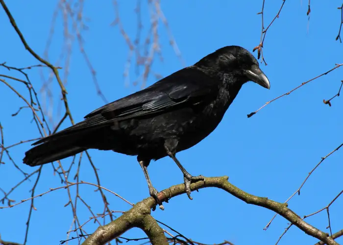 a crow on a tree branch