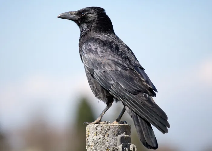a crow on top of a pole