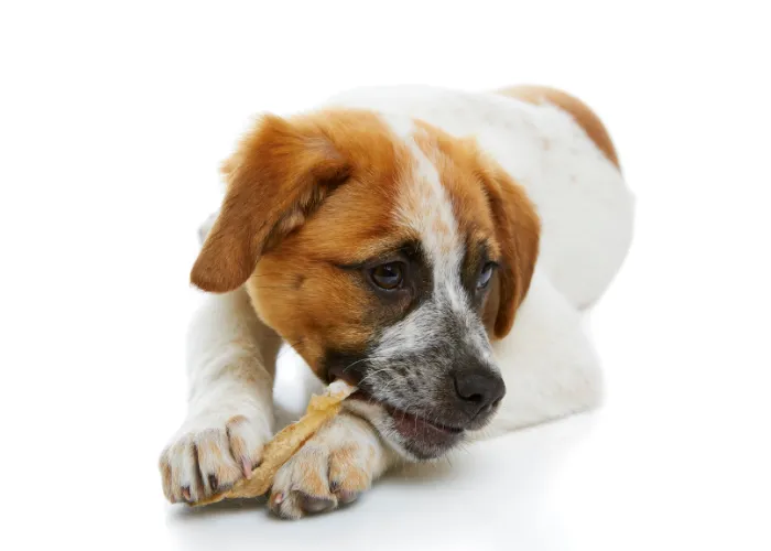 a dog eating his treat