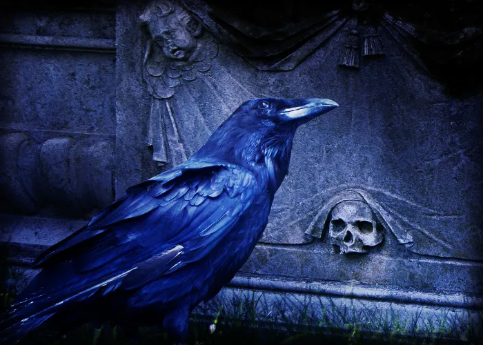 a raven in a cemetery