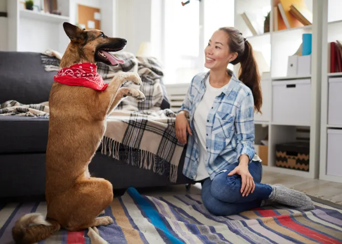 an obedient GSD with owner