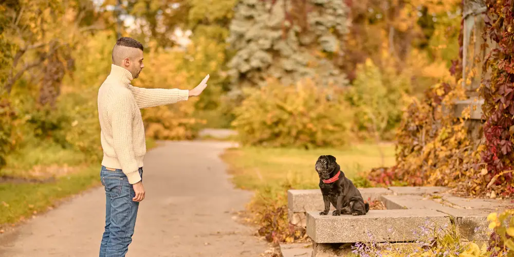 an owner giving dog commands to his black pug