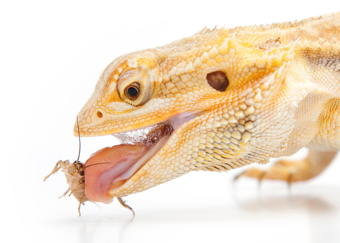 bearded dragon eating an insect