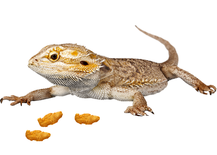 bearded dragon with 3 pieces of chicken on white background