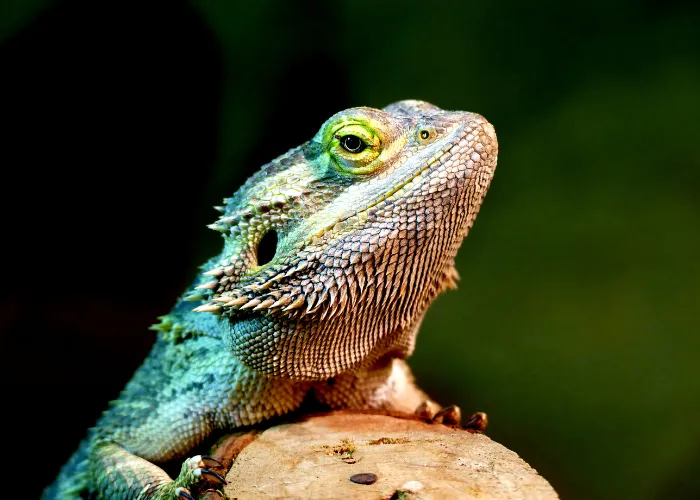 beardie on a dark background