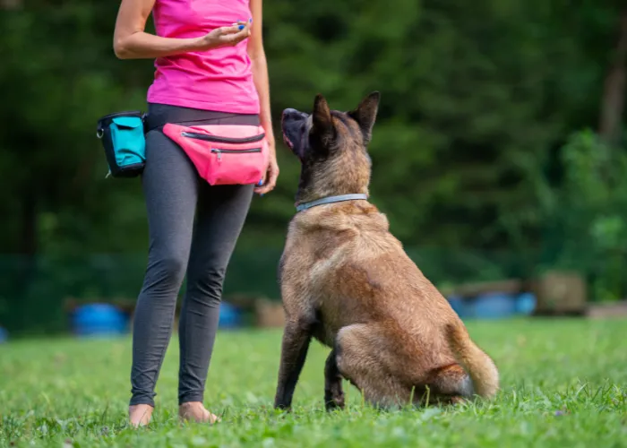 belgian malinois training