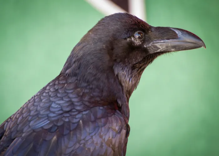 crow close up photo against a green background