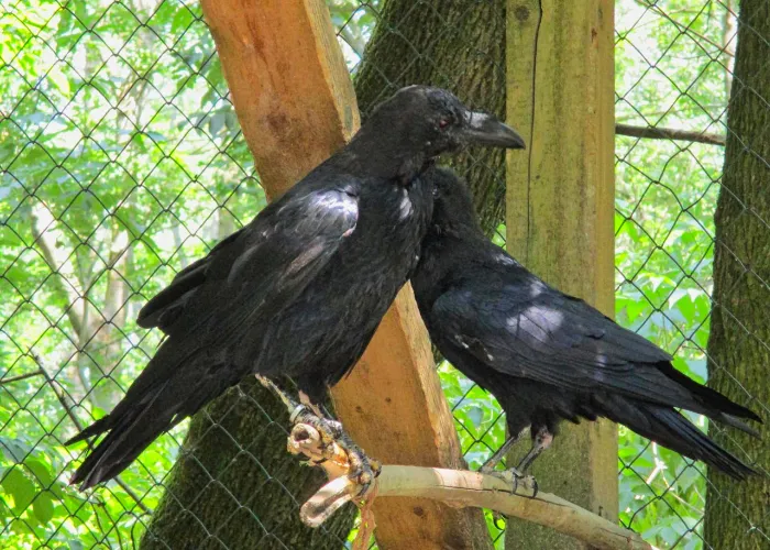 crows in a park cage