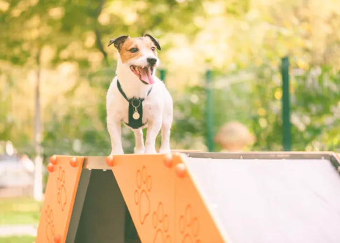 dog agility training