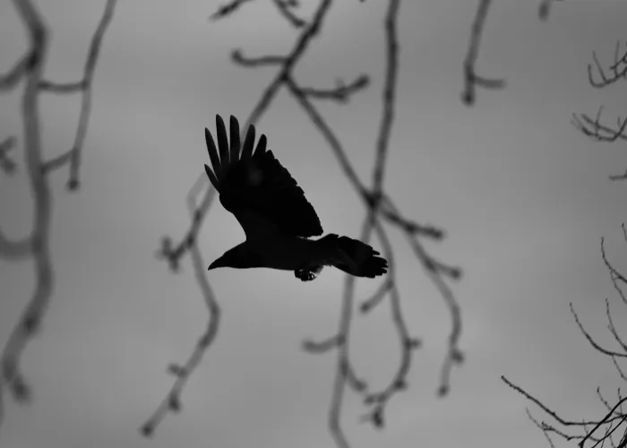 flying raven in the dark sky