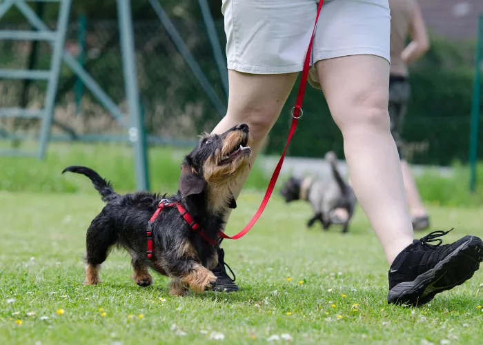 training a dachshund at puppy school