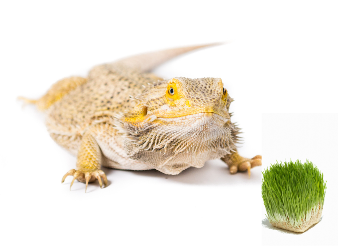 wheatgrass at the front of a beardie