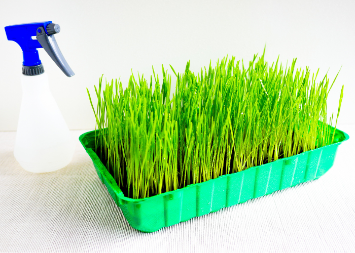 wheatgrass in a green box with a sprayer