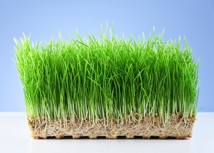 wheatgrass on a blue and white background