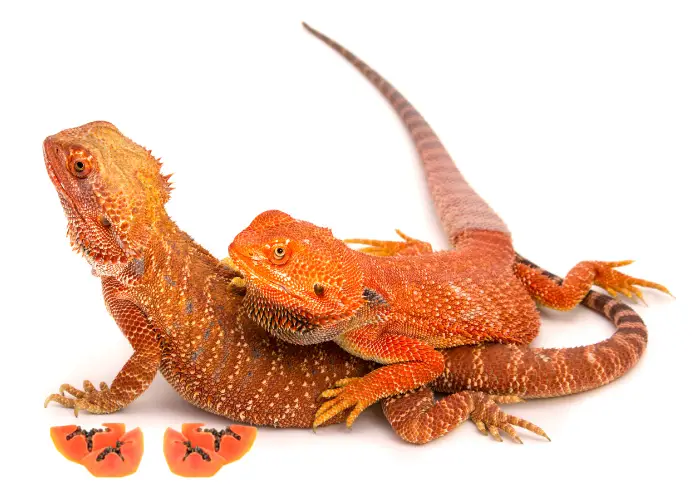 2 bearded dragons and 2 small slices of papaya on a white background