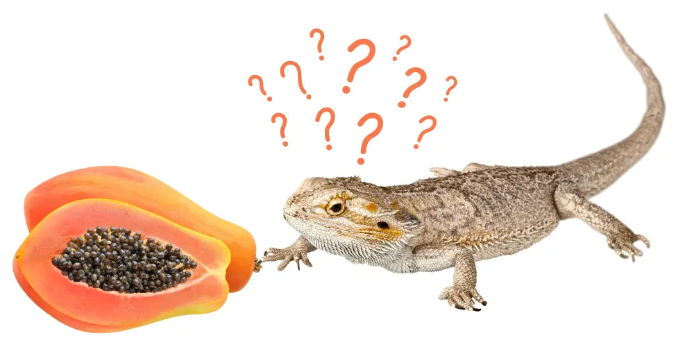 Can Bearded Dragons Eat Papaya article featured image
