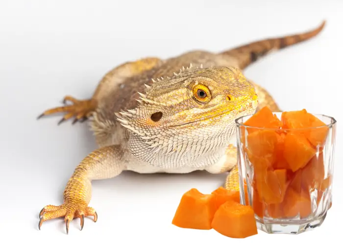 a bearded dragon looking at a cup of papaya slices
