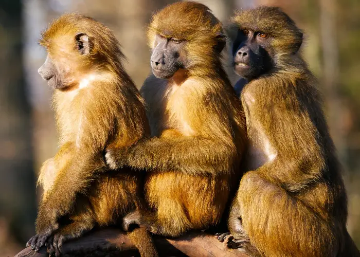 3 baboons on a tree branch
